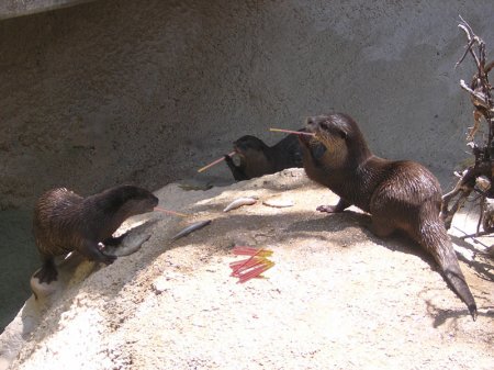 /images/Cute_Otters_250.jpg
