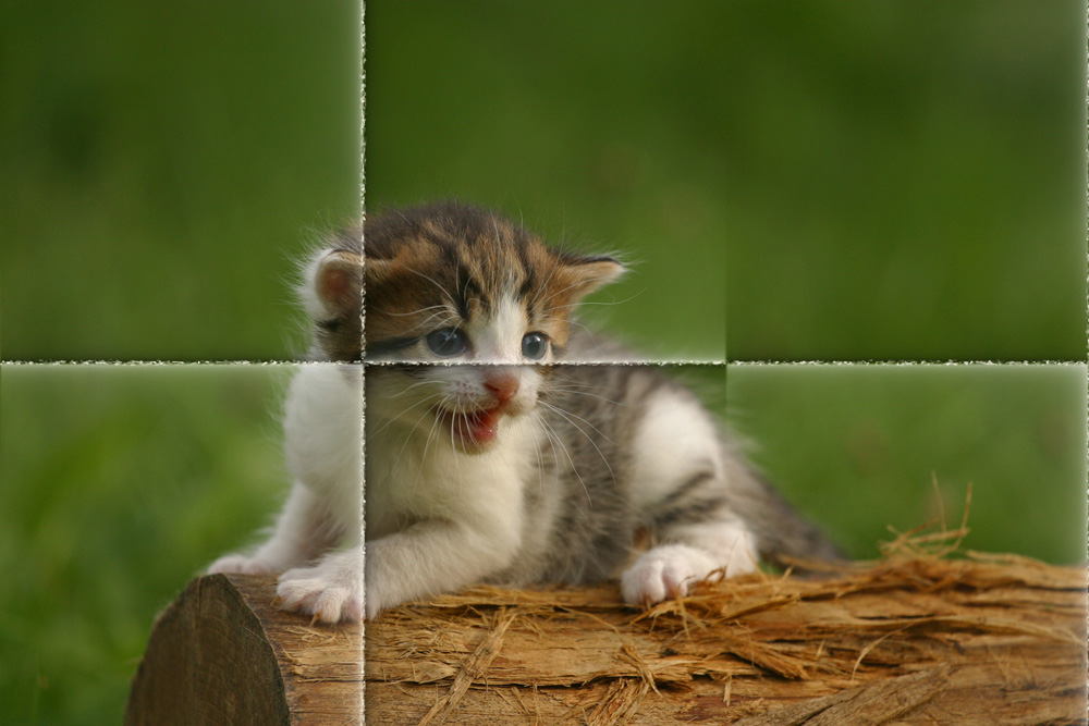 /images/fitten-m.jpg?size=500x