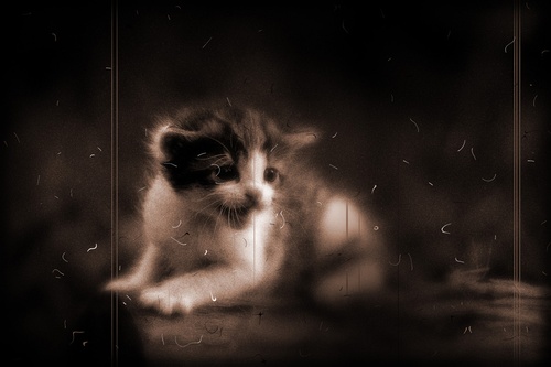 /images/spitten-m.jpg?size=500x&q=95