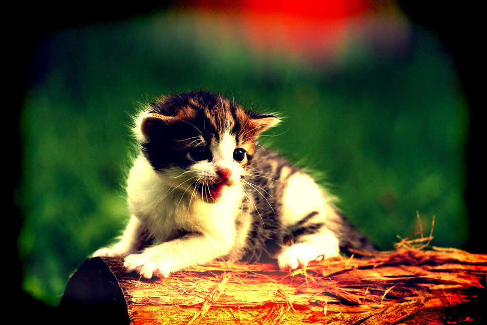 /images/vitten-m.jpg?size=500x
