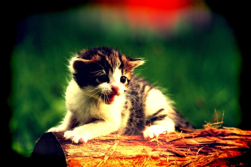 /images/vitten-m.jpg?size=500x&q=95