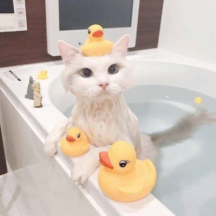 https://ai.mee.nu/images/DuckDuckCat.jpg?size=720x&q=95