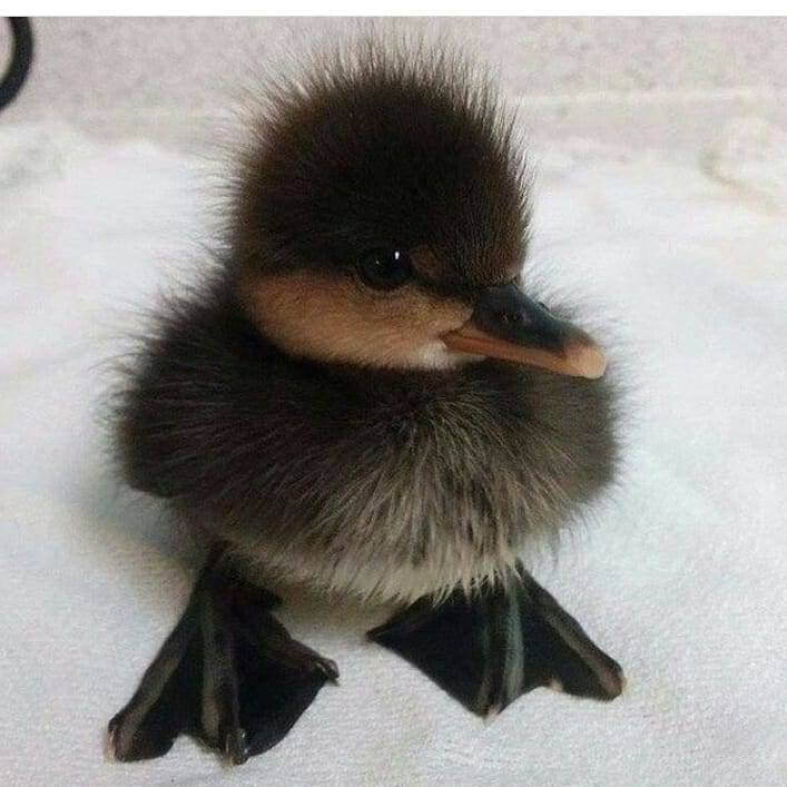 https://ai.mee.nu/images/Duckie.jpg